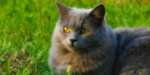 gatto certosino