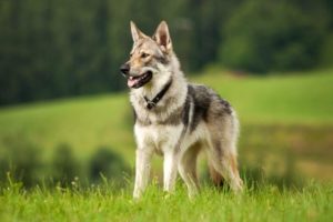 Cane lupo cecoslovacco conosci la razza Veterinario san francesco