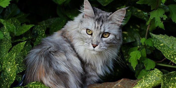 maine coon