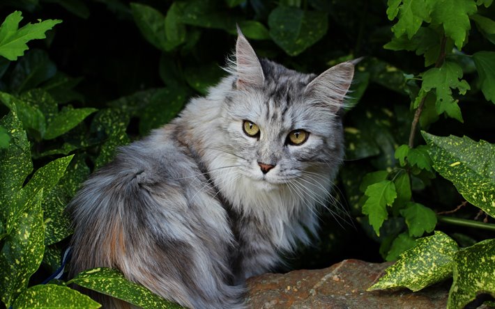 maine coon