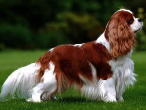 cavalier king