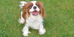 cavalier king